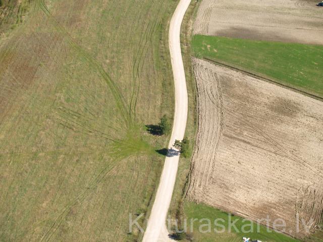 Kalnaābrantu Vilkaču priede. Foto J. Urtāns